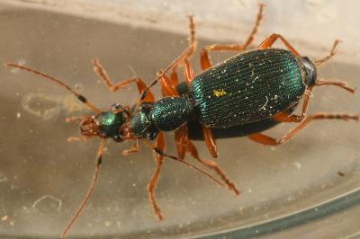 <i>Drypta dentata</i>