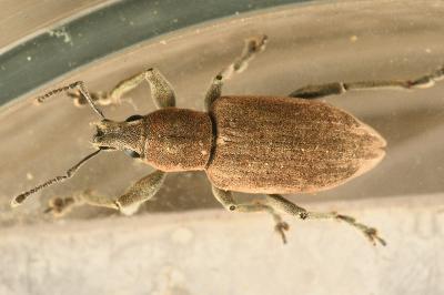 <i>Tanymecus palliatus</i>