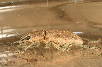 <i>Tanymecus palliatus</i>