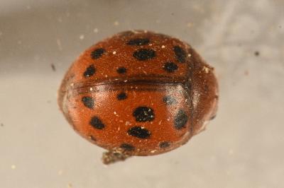 <i>Subcoccinella vigintiquatuorpunctata</i>