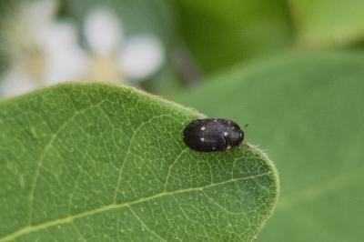 <i>Attagenus pellio</i>