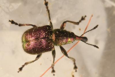 <i>Rhynchites auratus</i>