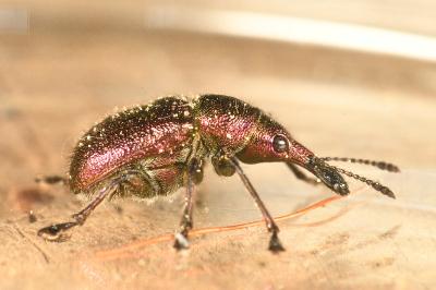 <i>Rhynchites auratus</i>