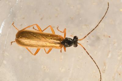 <i>Rhagonycha lignosa</i>