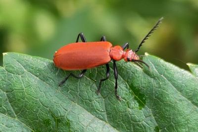 <i>Pyrochroa serraticornis</i>