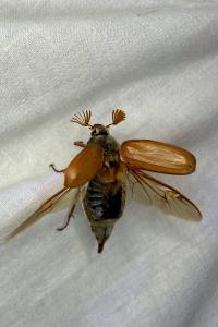 <i>Melolontha melolontha</i>