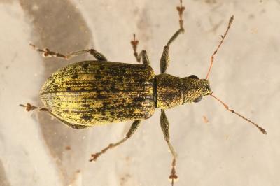 <i>Polydrusus cervinus</i>