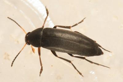 <i>Anaspis frontalis</i>