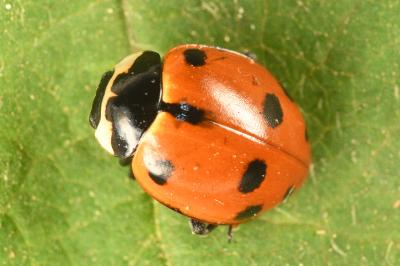 <i>Ceratomegilla undecimnotata</i>