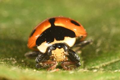 <i>Ceratomegilla undecimnotata</i>
