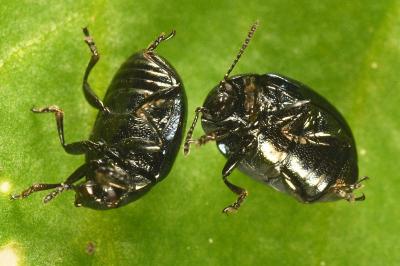 <i>Phaedon cochleariae</i>