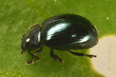 <i>Phaedon cochleariae</i>