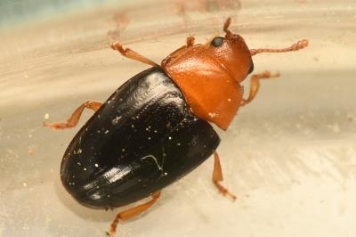 <i>Triplax lepida</i>