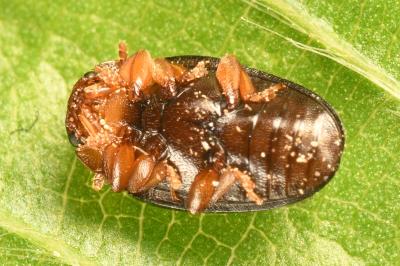 <i>Triplax lepida</i>