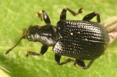 <i>Deporaus betulae</i>