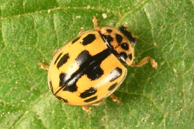 <i>Propylea quatuordecimpunctata</i>