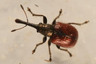<i>Tatianaerhynchites aequatus</i>