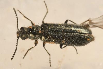 <i>Dasytes aeratus</i>