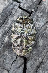 <i>Potosia cuprea</i>