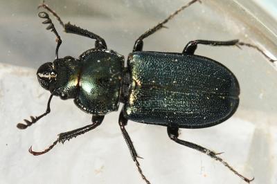<i>Platycerus caraboides</i>