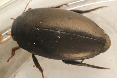 <i>Agabus bipustulatus</i>