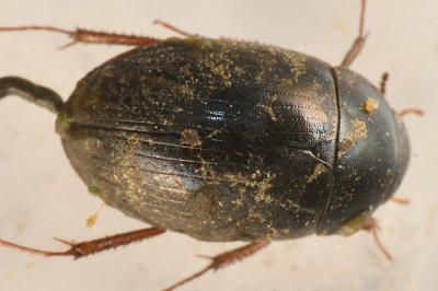 <i>Hydrobius fuscipes</i>