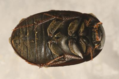 <i>Hydrobius fuscipes</i>