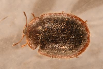 <i>Thymalus limbatus</i>