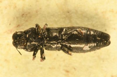 <i>Aphanisticus emarginatus</i>