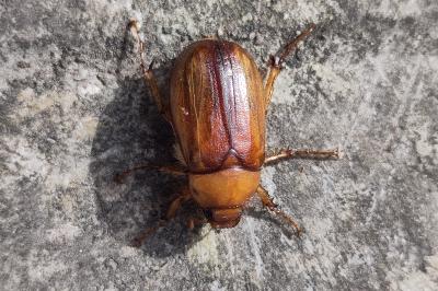 <i>Rhizotrogus aestivus</i>