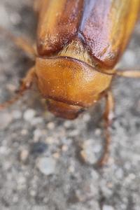 <i>Rhizotrogus aestivus</i>