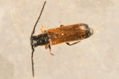 <i>Tetrops praeustus</i>