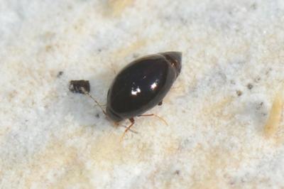 <i>Scaphisoma agaricinum</i>