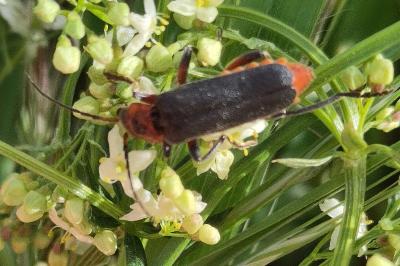 <i>Cantharis rustica</i>