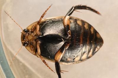 <i>Acilius sulcatus</i>