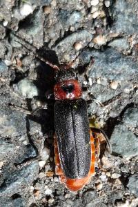 <i>Cantharis rustica</i>
