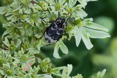 <i>Valgus hemipterus</i>