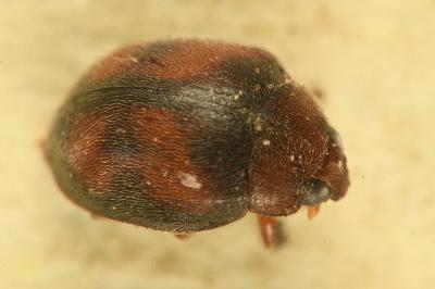 <i>Scymnus subvillosus</i>