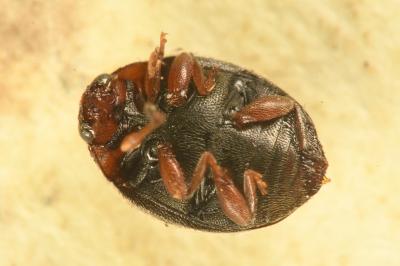 <i>Scymnus subvillosus</i>