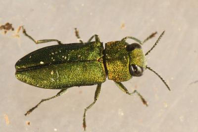 <i>Anthaxia nitidula</i>