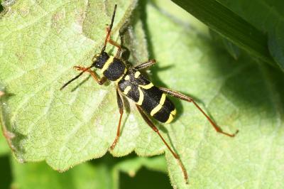 <i>Clytus arietis</i>