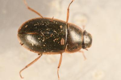 <i>Helochares punctatus</i>