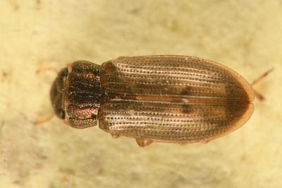<i>Helophorus griseus</i>
