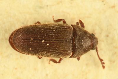 <i>Trixagus leseigneuri</i>