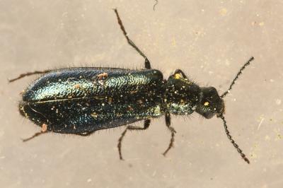 <i>Dasytes caeruleus</i>