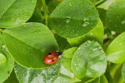 <i>Adalia bipunctata</i>
