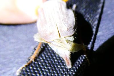 <i>Melolontha melolontha</i>