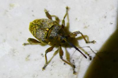 <i>Curculio</i>