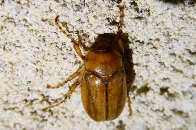 <i>Rhizotrogus</i>