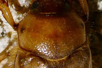<i>Rhizotrogus</i>